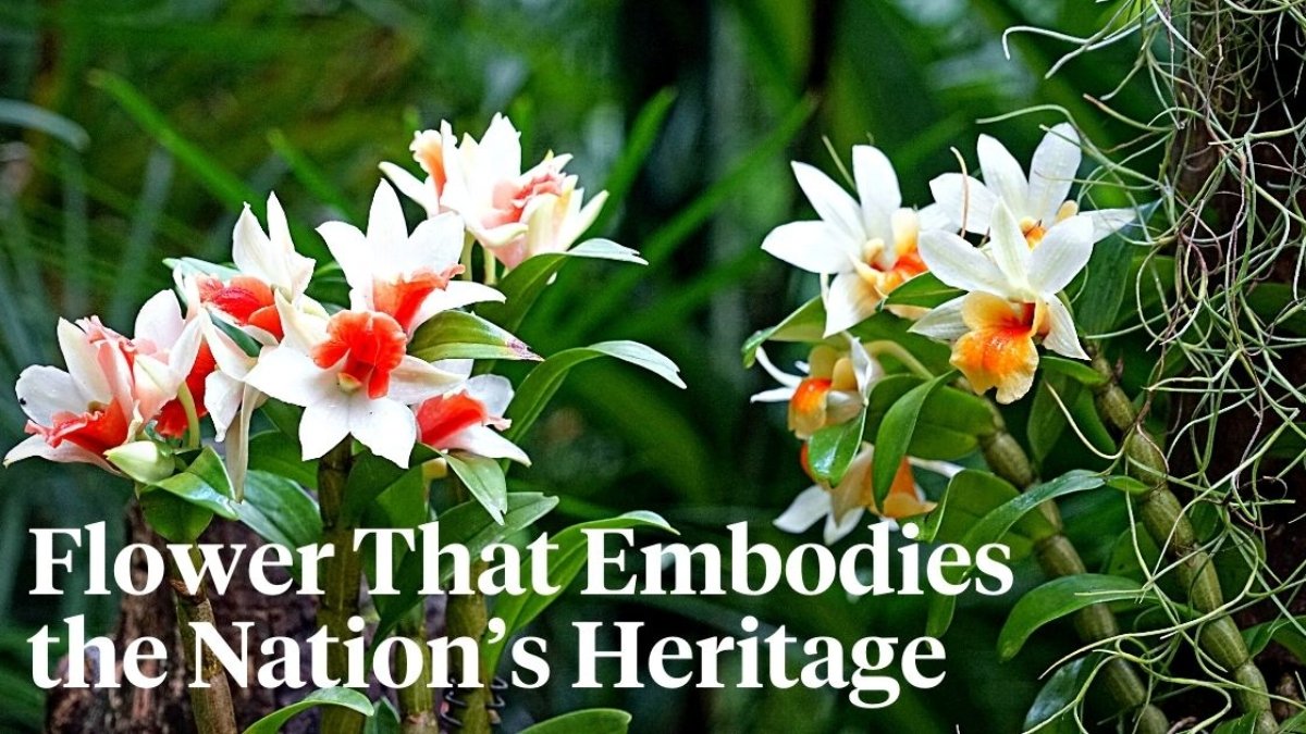 National Flowers: Symbols of Pride and Heritage