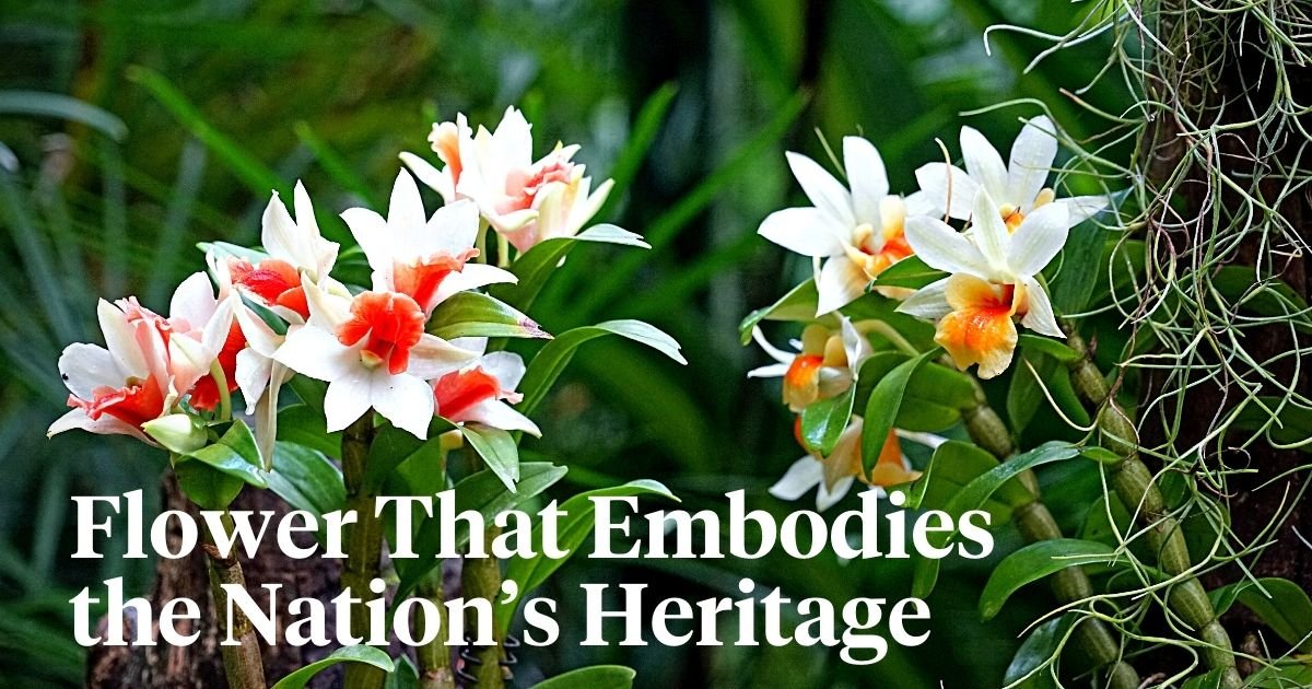 National Flowers: Symbols of Pride and Heritage