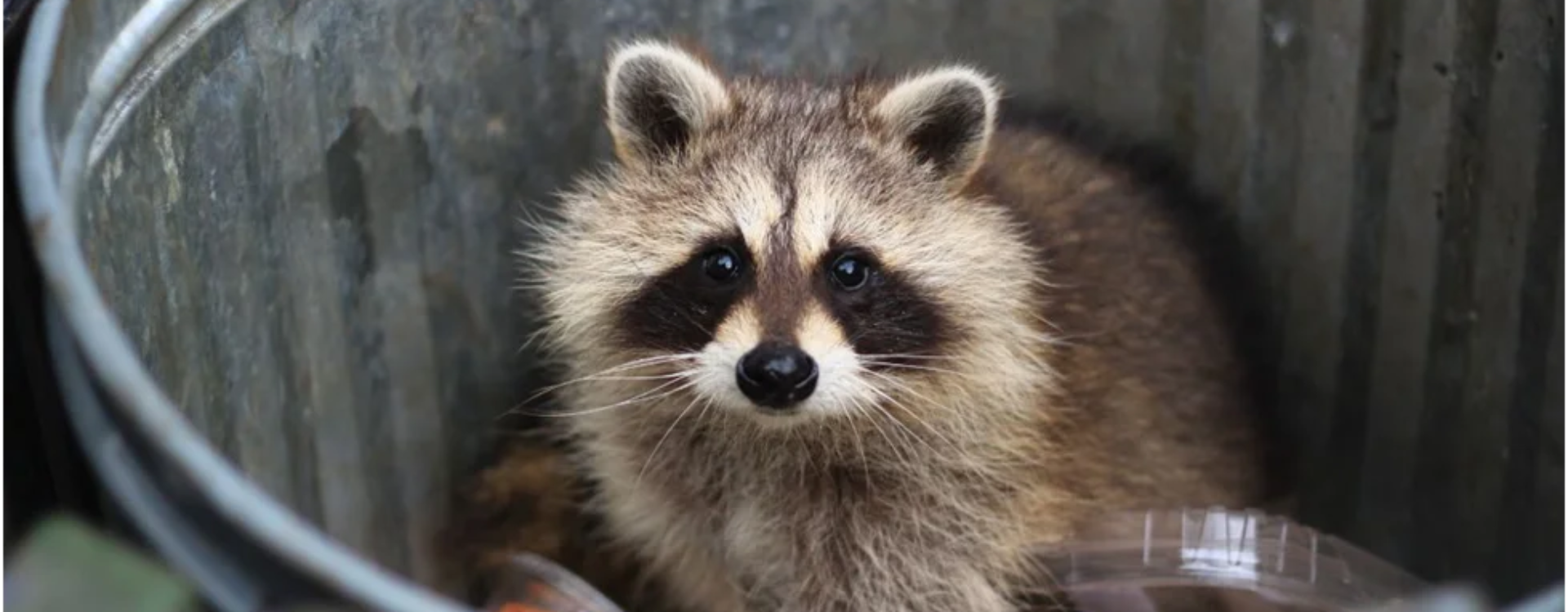 What Trash Attracts Raccoons: Understanding the Common Food Sources for Urban Wildlife