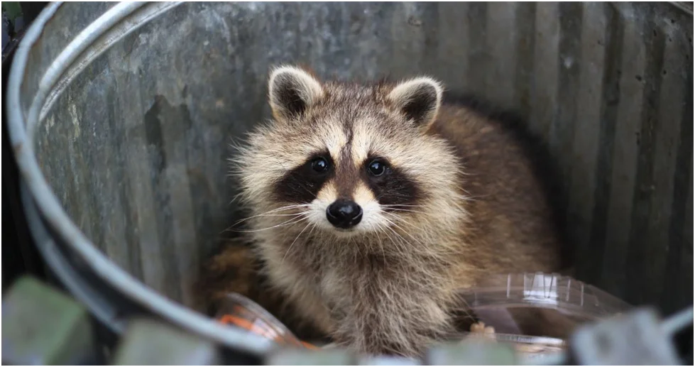 What Trash Attracts Raccoons: Understanding the Common Food Sources for Urban Wildlife