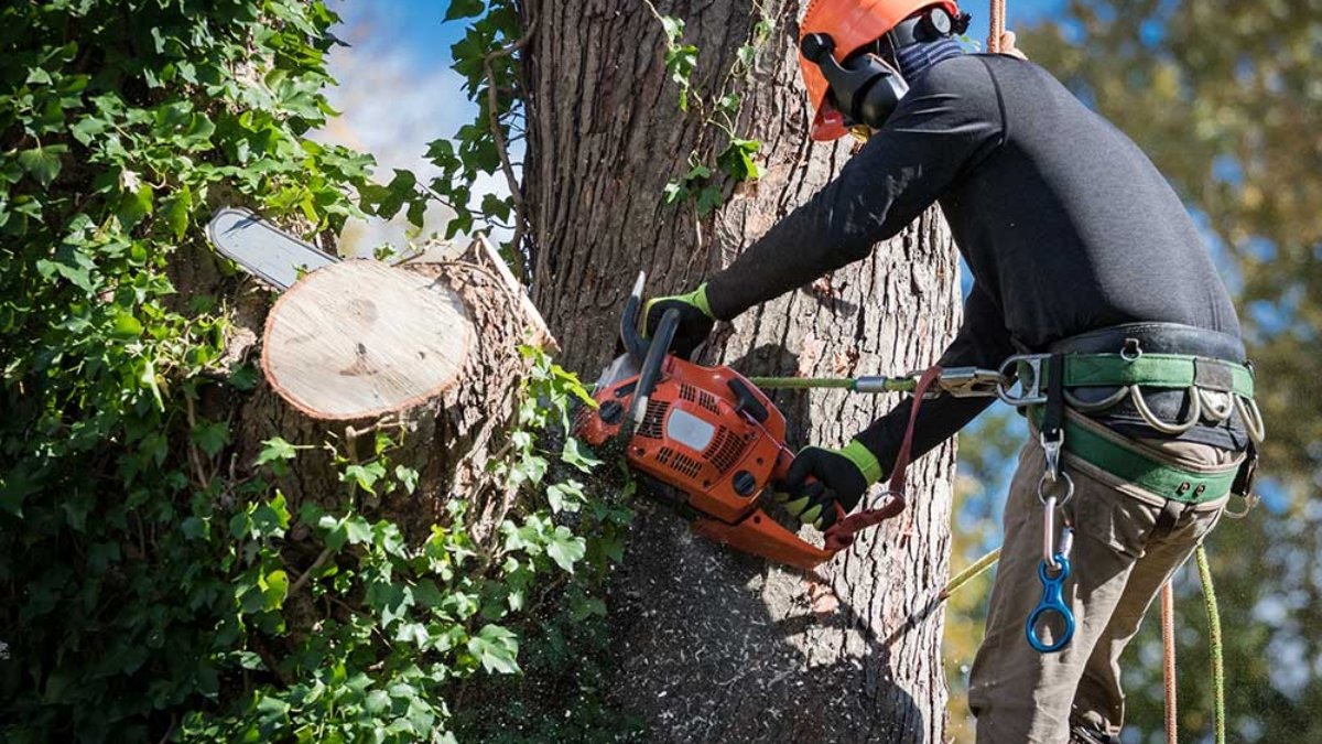 Tree Care Business