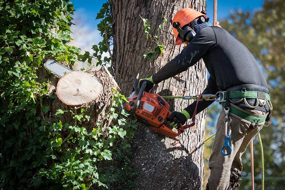 Tree Care Business